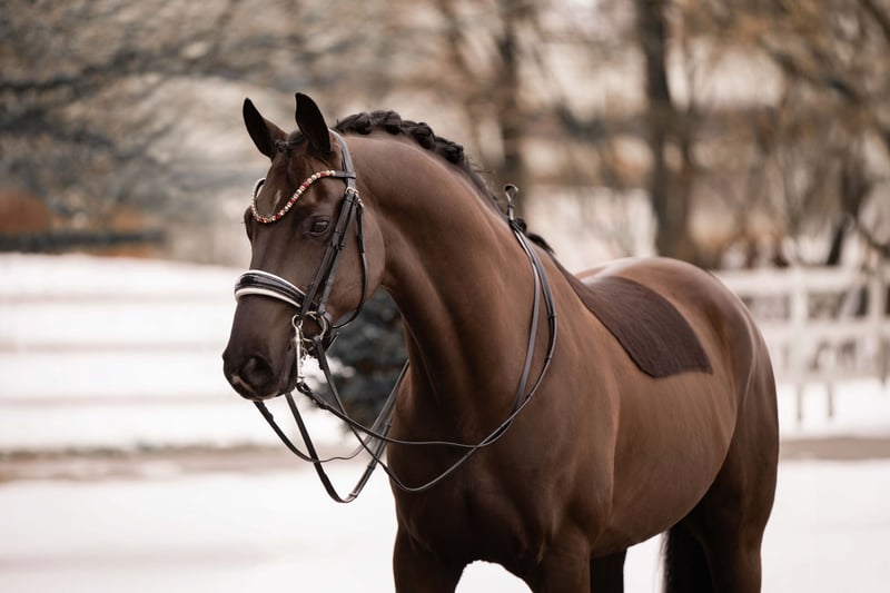 Angelina-DeVittorio-Verkaufspferd-Dracoon-Hill-2