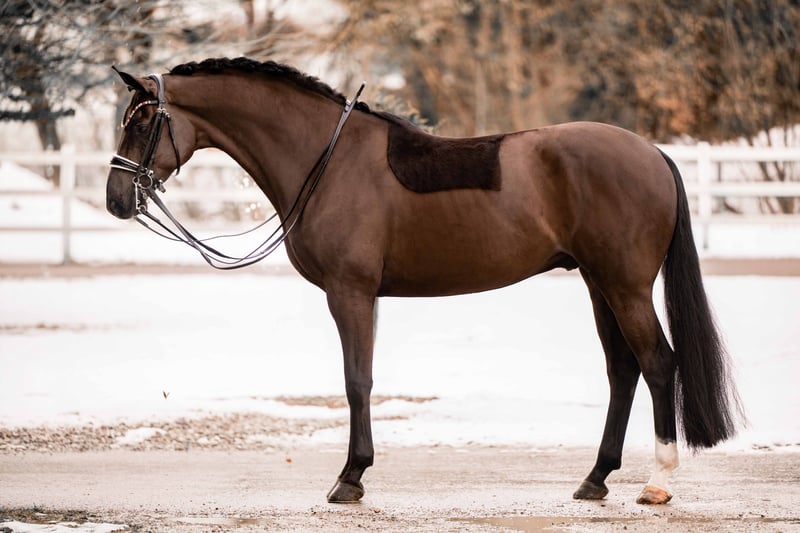 Angelina-DeVittorio-Verkaufspferd-Dracoon-Hill-5