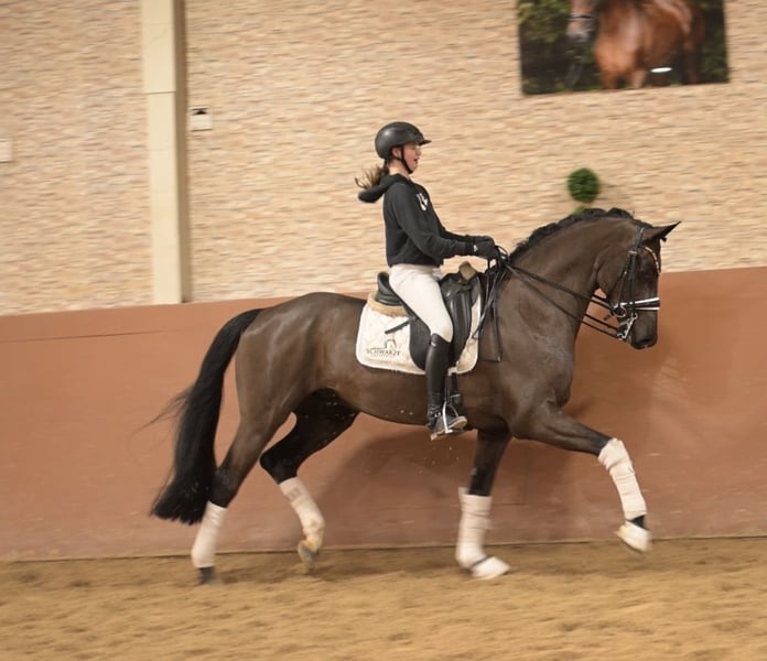 Angelina-DeVittorio-Verkaufspferd-Dracoon-Hill-6