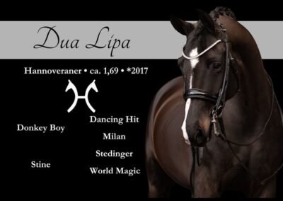 Wunderschöne S platzierte Stute mit bester Qualität & Charakter