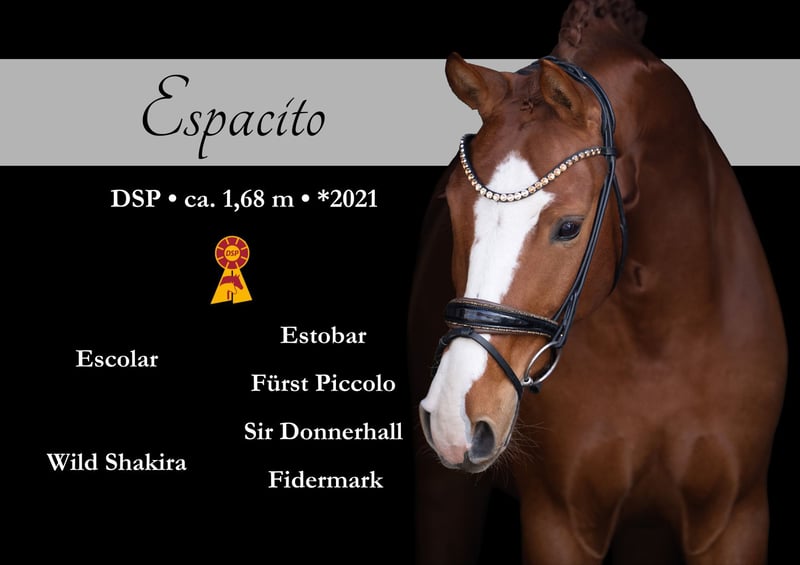 Angelina-DeVittorio-Verkaufspferd-Espacito-1