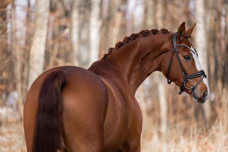 Angelina-DeVittorio-Verkaufspferd-Espacito-3