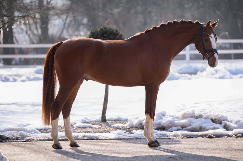 Angelina-DeVittorio-Verkaufspferd-Espacito-5