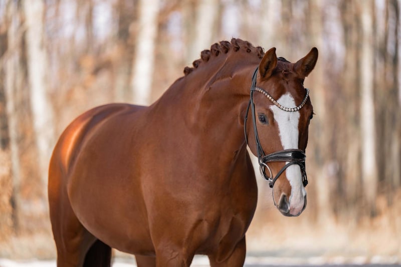 Angelina-DeVittorio-Verkaufspferd-Espacito-6