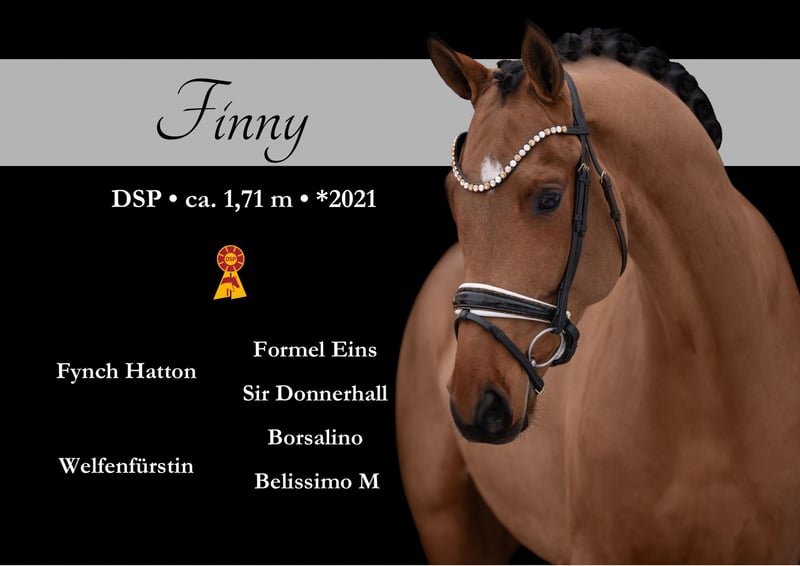 Angelina-DeVittorio-Verkaufspferd-Finny-1