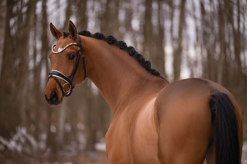 Angelina-DeVittorio-Verkaufspferd-Finny-2