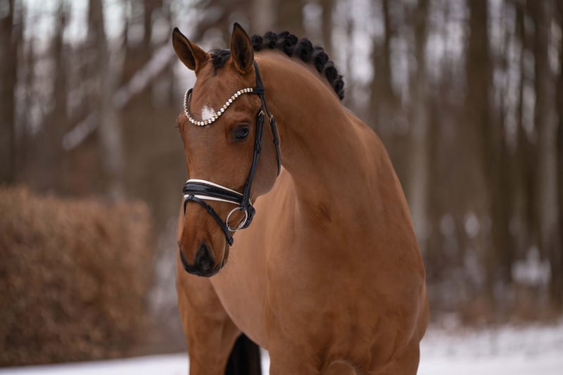 Angelina-DeVittorio-Verkaufspferd-Finny-5