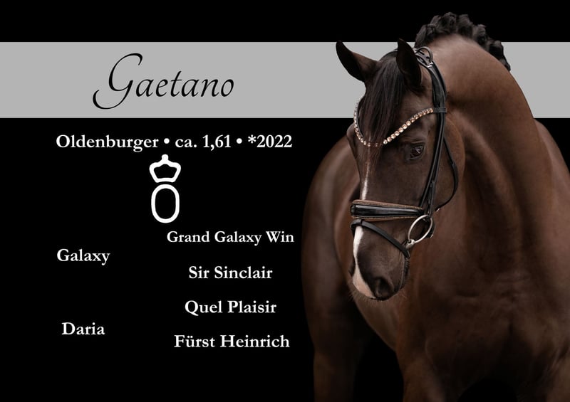 Traumhaft schöner Youngster mit hervorragender Qualität im kompakten Format