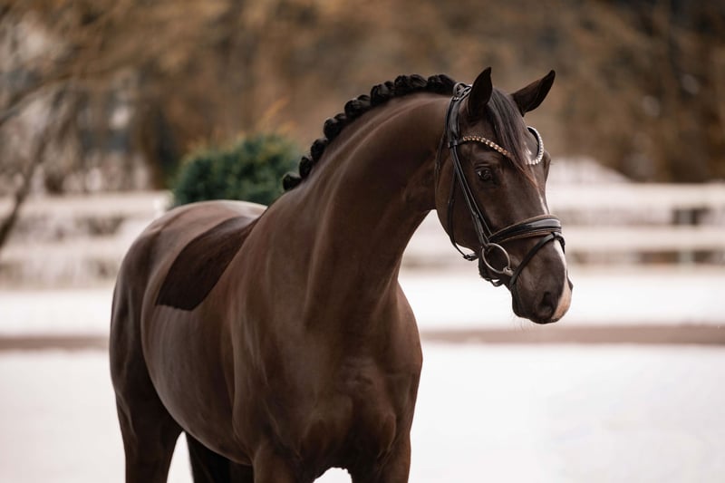 Angelina-DeVittorio-Verkaufspferd-Gaetano-2