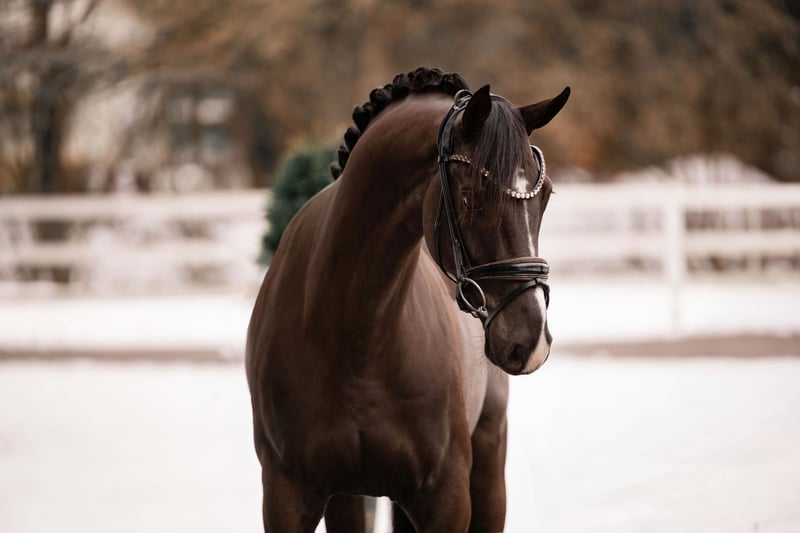 Angelina-DeVittorio-Verkaufspferd-Gaetano-3