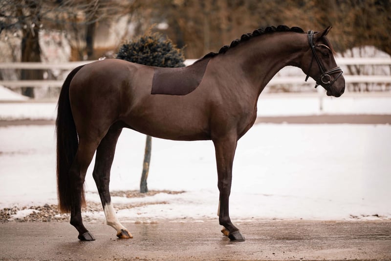 Angelina-DeVittorio-Verkaufspferd-Gaetano-4