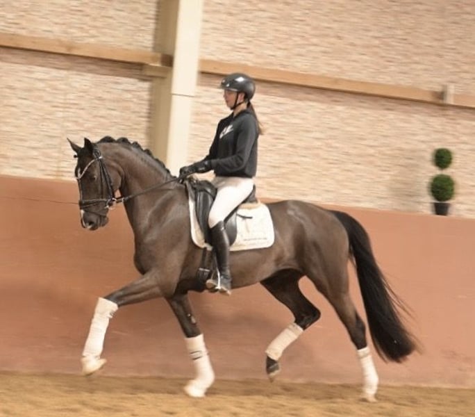 Angelina-DeVittorio-Verkaufspferd-Gaetano-5