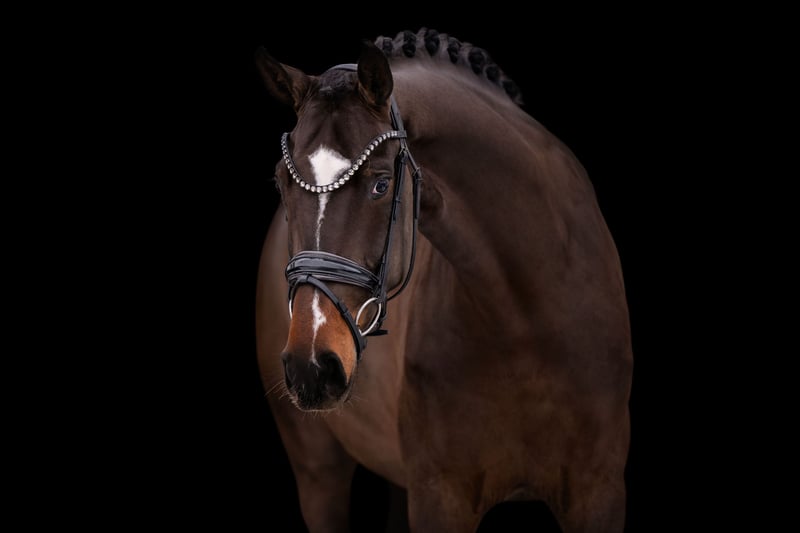 Angelina-DeVittorio-Verkaufspferd-Maya-2