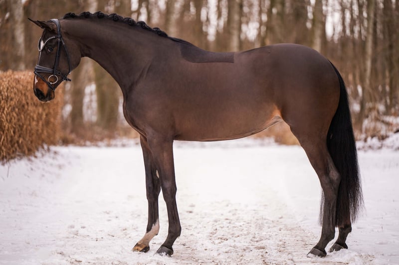 Angelina-DeVittorio-Verkaufspferd-Maya-3