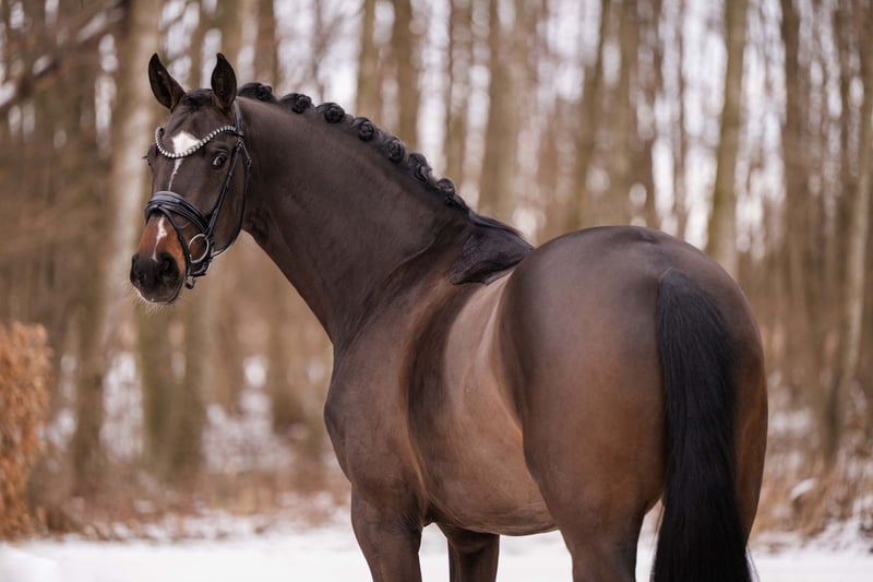 Angelina-DeVittorio-Verkaufspferd-Maya-4