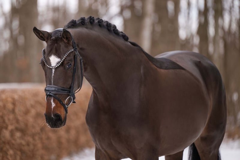 Angelina-DeVittorio-Verkaufspferd-Maya-5