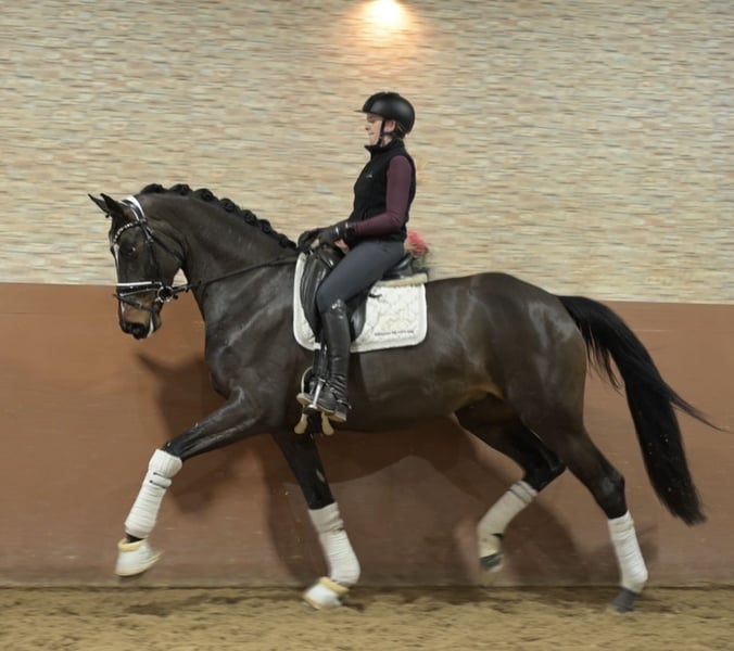 Angelina-DeVittorio-Verkaufspferd-Maya-7