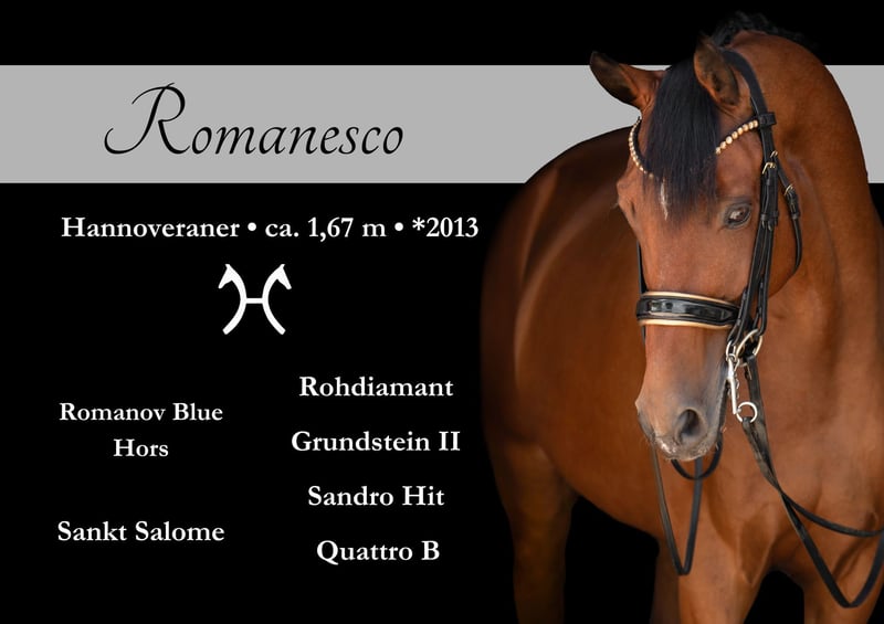 Angelina-DeVittorio-Verkaufspferd-Romanesco-1