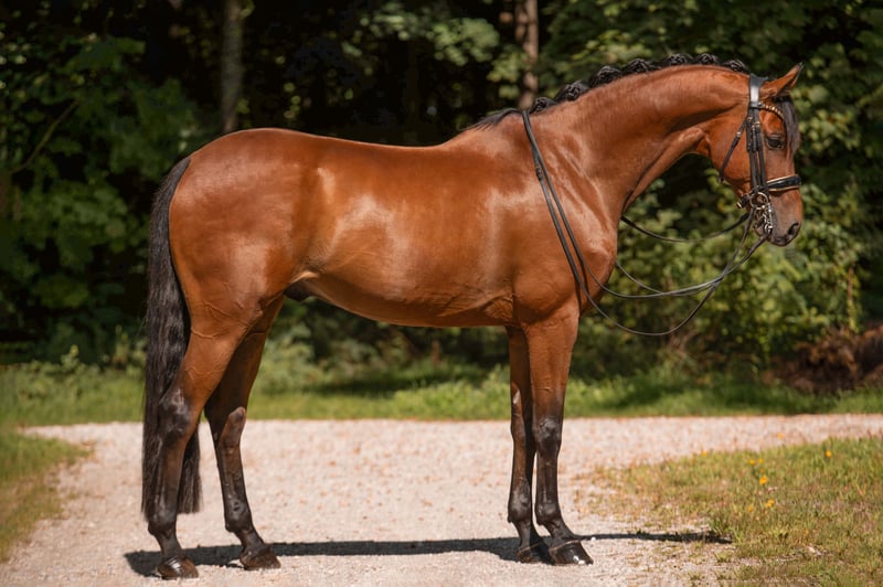 Angelina-DeVittorio-Verkaufspferd-Romanesco-3