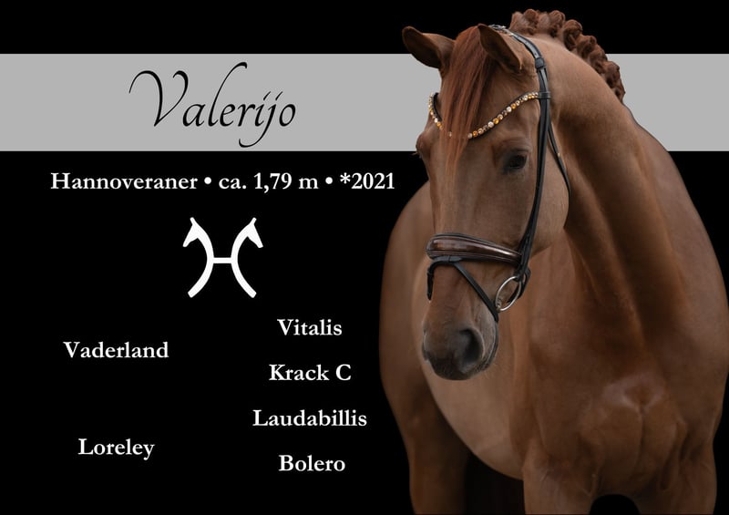 Angelina-DeVittorio-Verkaufspferd-Valerijo-1