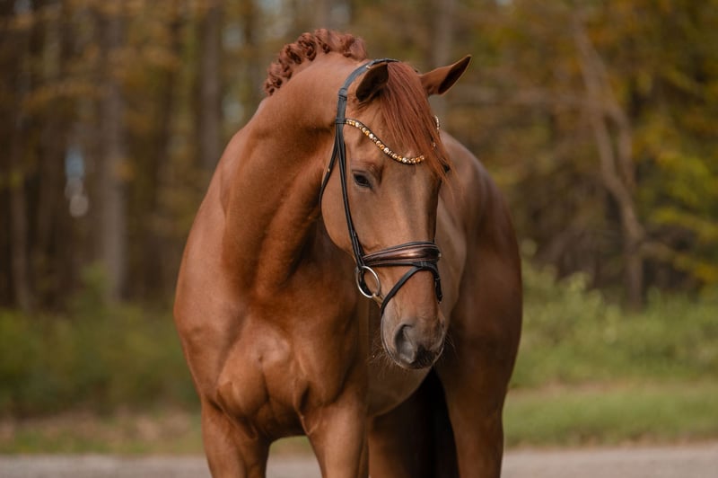 Angelina-DeVittorio-Verkaufspferd-Valerijo-2