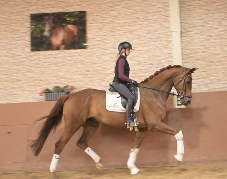 Angelina-DeVittorio-Verkaufspferd-Valerijo-5