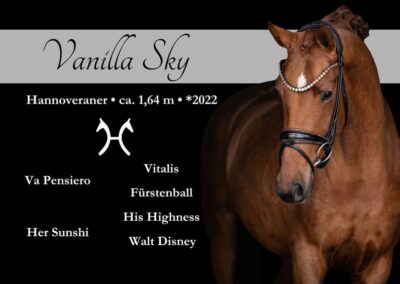 Wunderschöne kompakte Traumstute mit toller Qualität