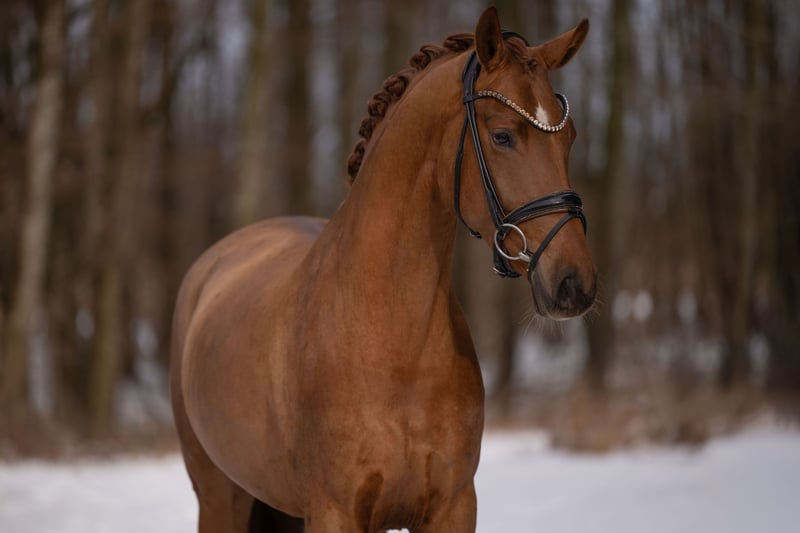 Angelina-DeVittorio-Verkaufspferd-Vanilly-Sky-3