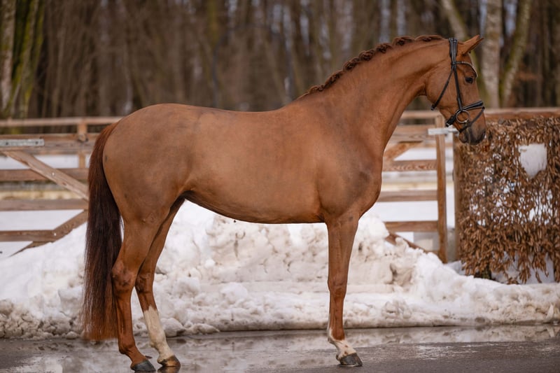 Angelina-DeVittorio-Verkaufspferd-Vanilly-Sky-4