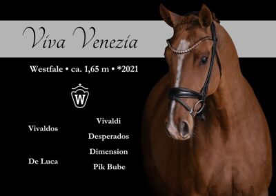 Traumhaft schöner Youngter zum weiter Ausbilden