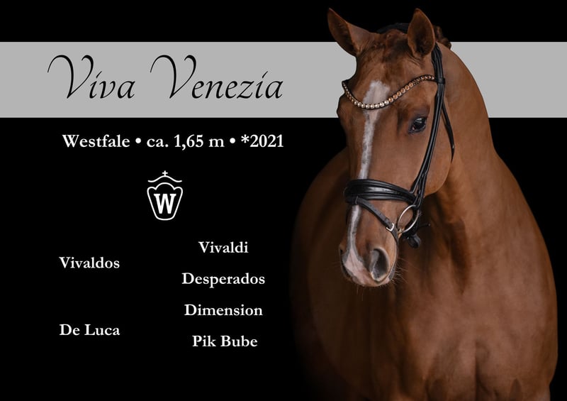 Angelina-DeVittorio-Verkaufspferd-VivaVenezia-1