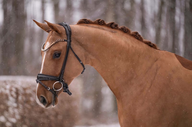 Angelina-DeVittorio-Verkaufspferd-VivaVenezia-2