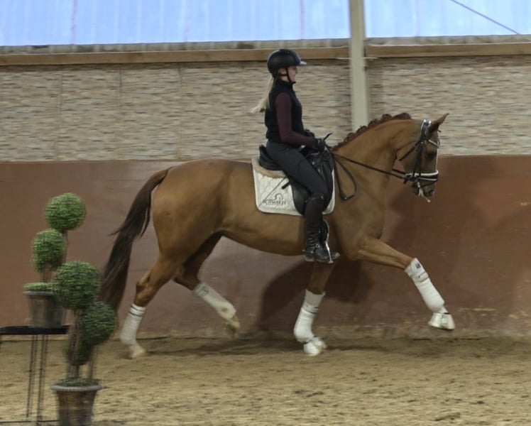 Angelina-DeVittorio-Verkaufspferd-VivaVenezia-4