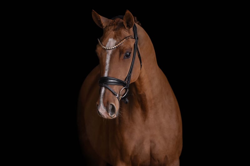 Angelina-DeVittorio-Verkaufspferd-VivaVenezia-6