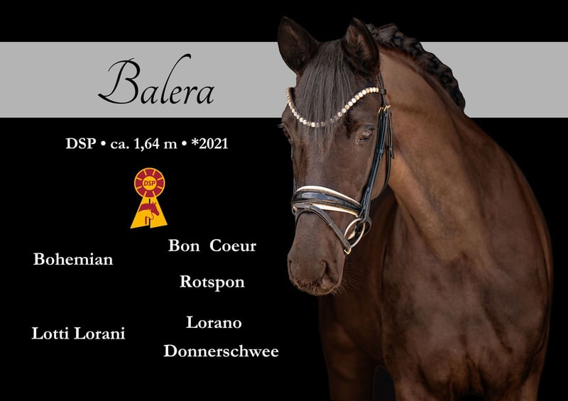 Schicke Rappstute mit kopfklarem und braven Charakter und bester Qualität