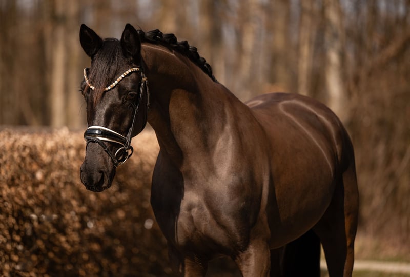 Angelina-DeVittorio-Verkaufspferd-Balera-2