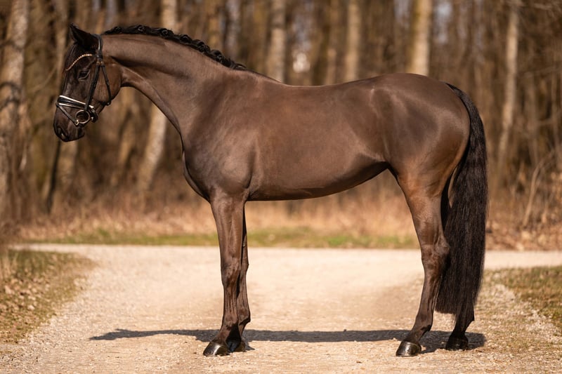 Angelina-DeVittorio-Verkaufspferd-Balera-3