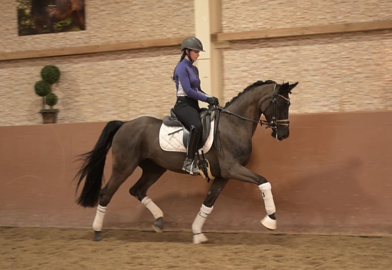 Angelina-DeVittorio-Verkaufspferd-Balera-4