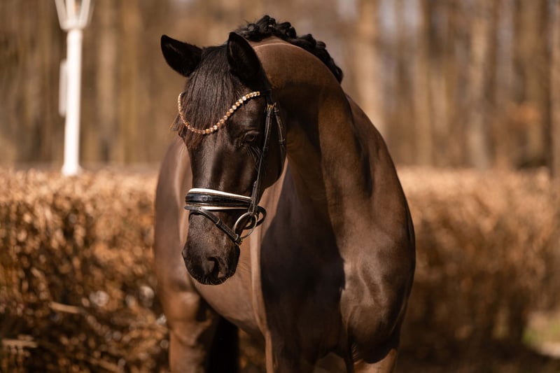 Angelina-DeVittorio-Verkaufspferd-Balera-6