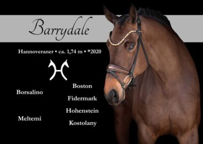 Imposanter 6-jähriger Borsalino-Sohn mit Top-Charakter