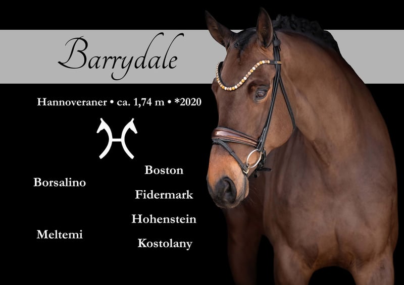 Angelina-DeVittorio-Verkaufspferd-Barrydale-1