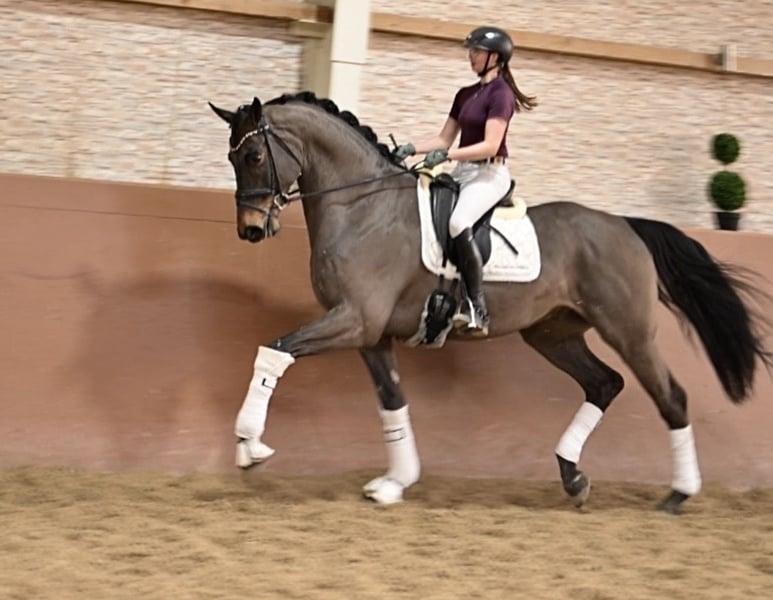 Angelina-DeVittorio-Verkaufspferd-Barrydale-6