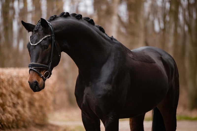 Angelina-DeVittorio-Verkaufspferd-Felicio-3