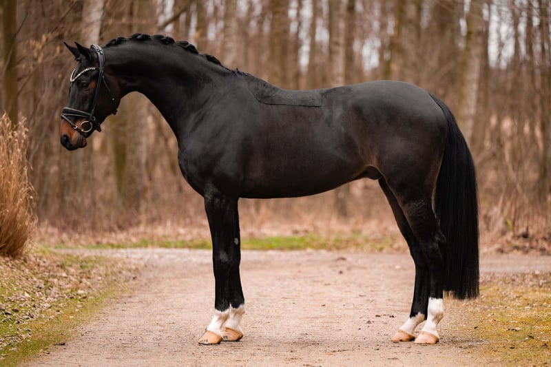 Angelina-DeVittorio-Verkaufspferd-Felicio-4