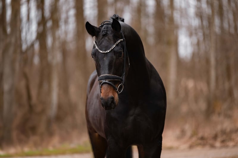 Angelina-DeVittorio-Verkaufspferd-Felicio-6