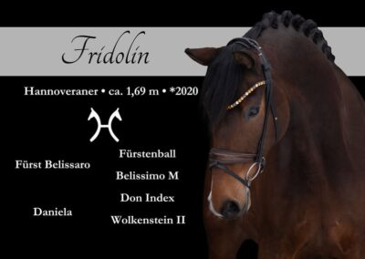 Super schicker Sohn des Fürst Belissaro mit tollen Turniererfolgen