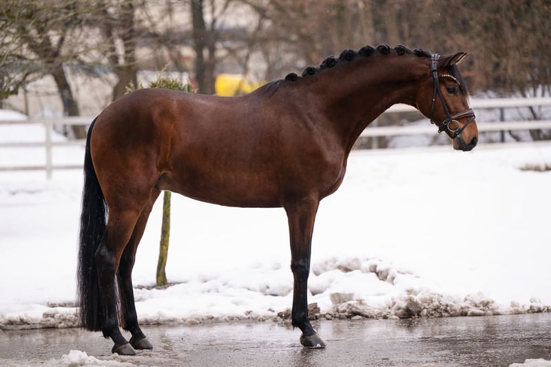 Angelina-DeVittorio-Verkaufspferd-Fridolin-4