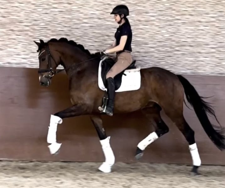 Angelina-DeVittorio-Verkaufspferd-Fridolin-5