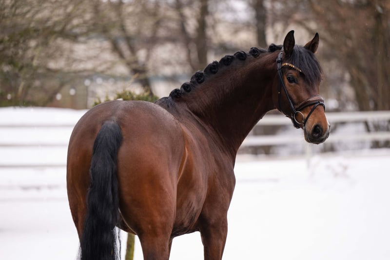 Angelina-DeVittorio-Verkaufspferd-Fridolin-6