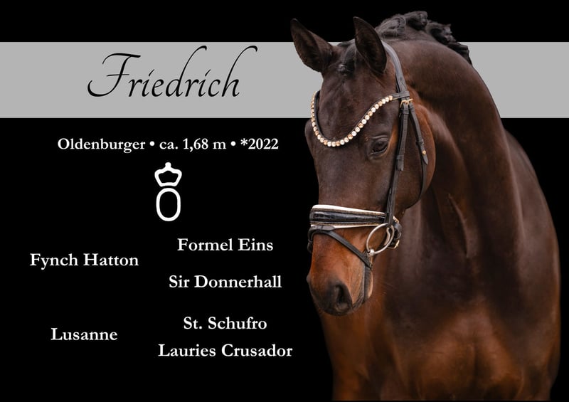 Traumpferd mit hervorragender Qualität und bestem Charakter